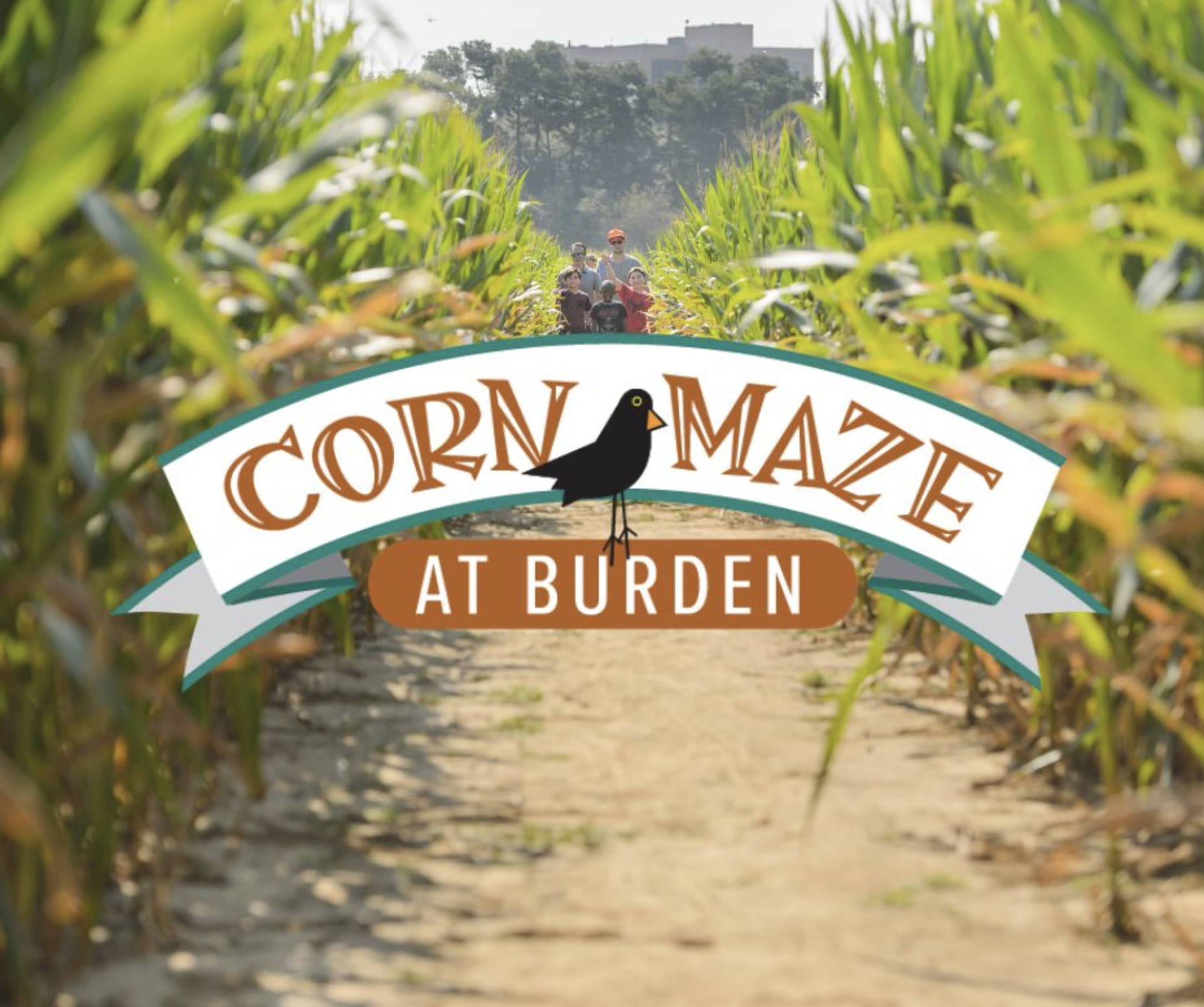 Corn Maze